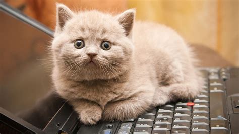 プログラミング コード: なぜ猫はキーボードを叩くのか？